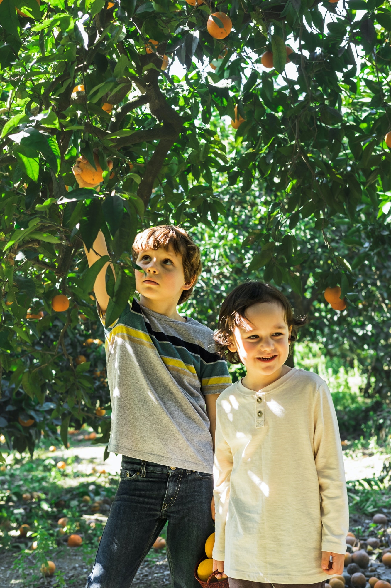 Happy children pick oranges in the garden.