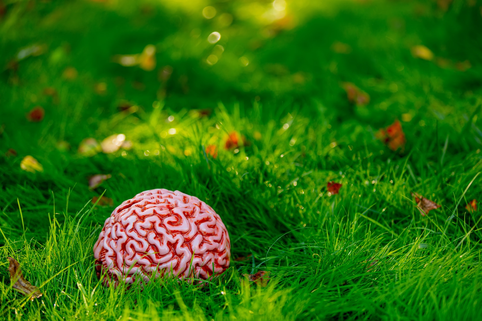 human brain on green grass in a garden